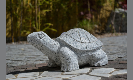 Schildkröte