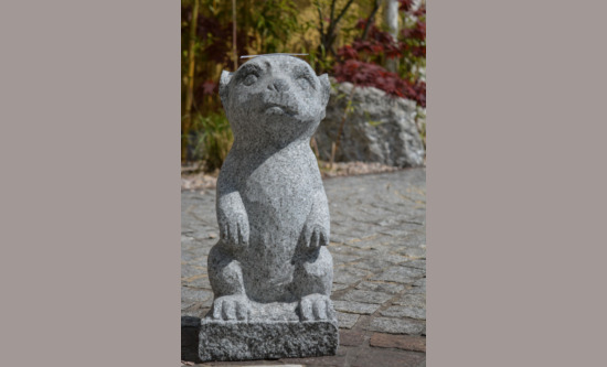 Erdmännchen