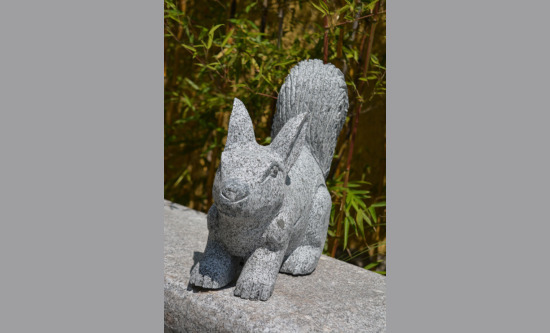 Eichhörnchen