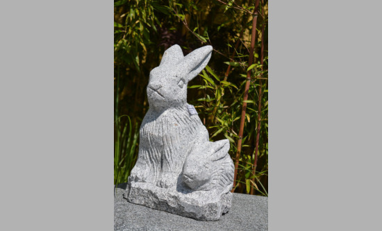 Hase